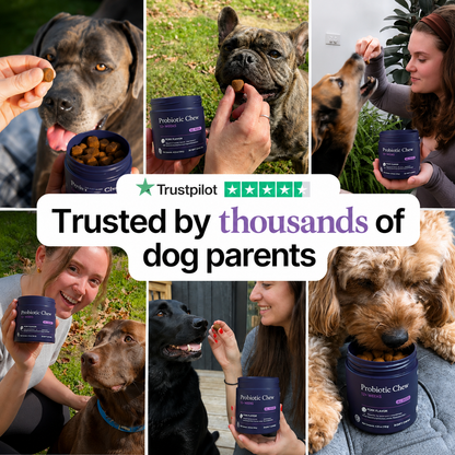 Daily Probiotic Chews for Dogs